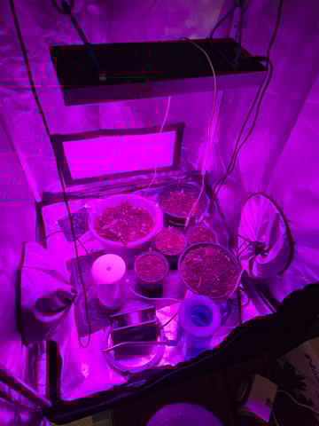 new start — seedling_rooting, day 3