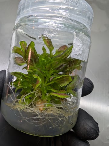 Plant in a test tube — seedling_rooting, day 3