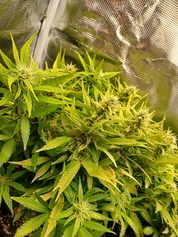 Auto Mystery 4  — flower, day 22