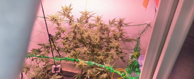 pineapple Express  — flower, day 18