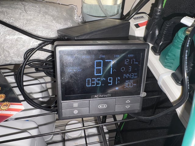 Mother Plants — seedling_rooting, day 1