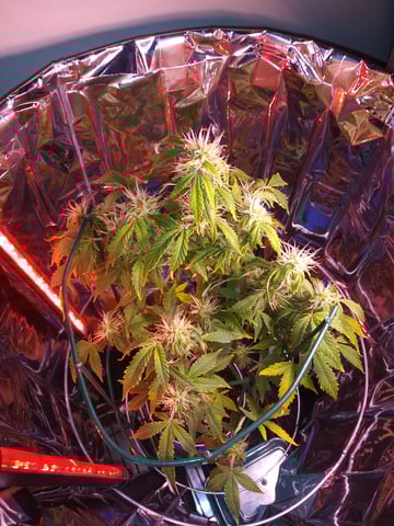 First Grow — auto, day 103