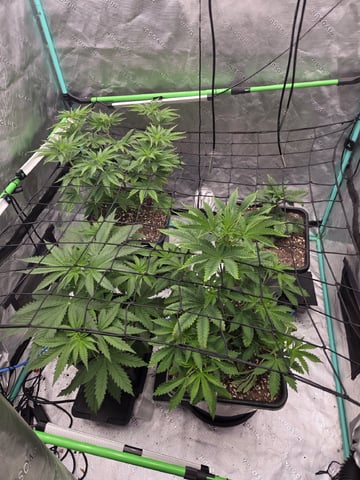 spring indoor 2026 — flower, day 4