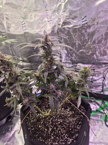 I'll get it right — flower, day 99