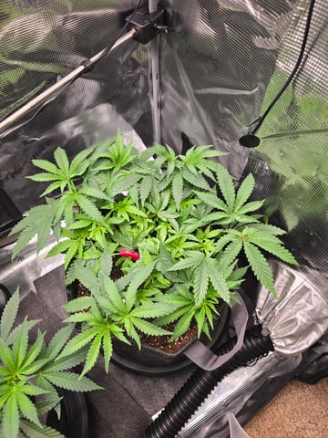 Dirty Bird - Thousand Island Fem & Platinum Kush Breath Remix x Grape Cakehead Fem Photo  — vegetative, day 45