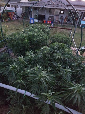 Sour Headies/OGBX1