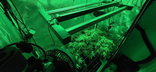 Ace Killer OG — flower, day 40