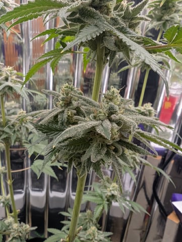 B E A utiful  — flower, day 128