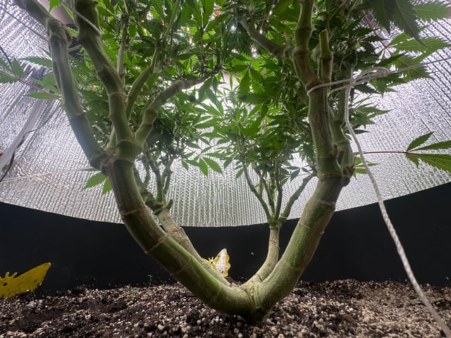 Gelly Mama and Sugar Tree — flower, day 221