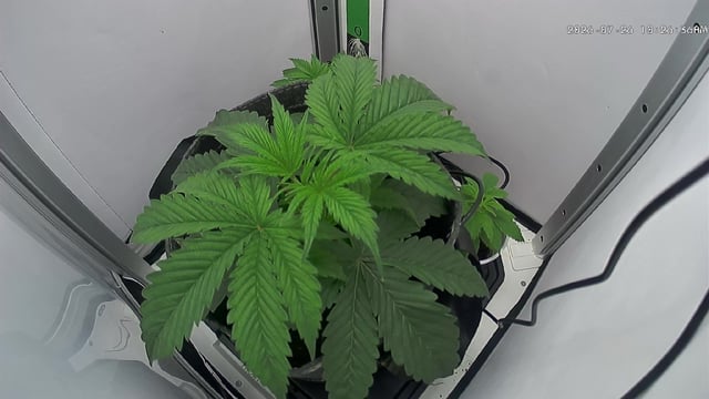 Blue Dream