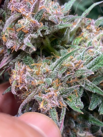 Auto Run #1 2025-2026 — flower, day 98