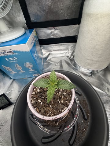 Special Queen 1 — seedling_rooting, day 7