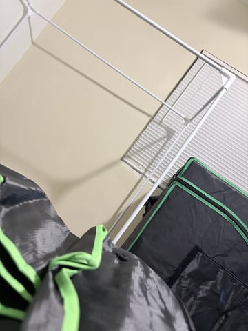 CANDYLAND — flower, day 100