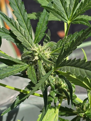 Green Gelato Auto — flower, day 45