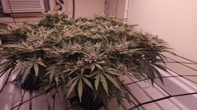 3rd run, 8 plant mom hunt - indoor top fed DTW with rockwool — flower, day 155