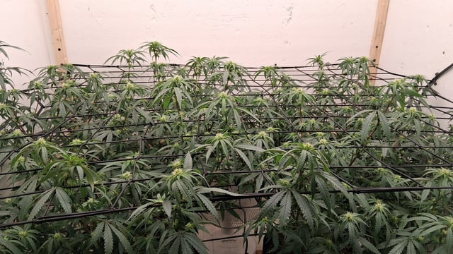 Round 2 — flower, day 32