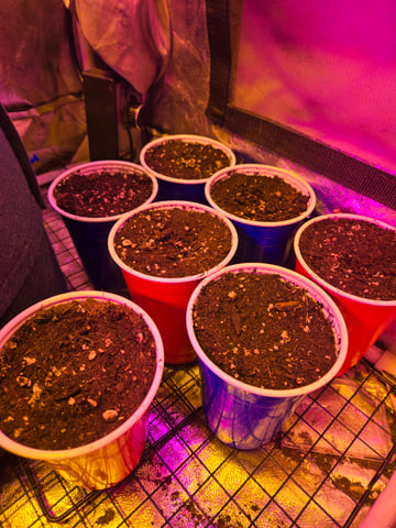 fruitstripe-x-breathworks VS Tropical cherry vs kush cake. vs og haze — germination, day 5