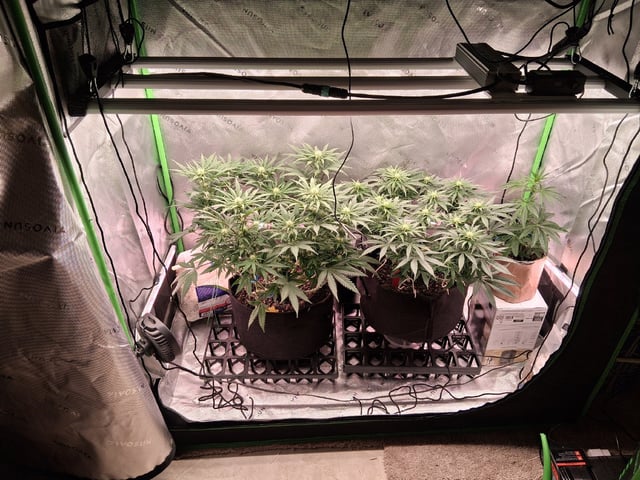 fruity pebbles, cap junky — flower, day 75