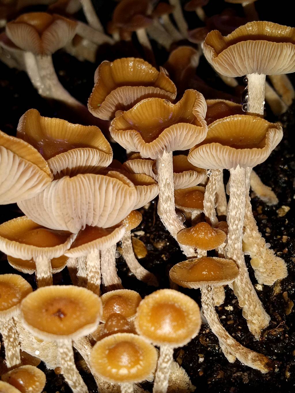 Trippy_Trichome92