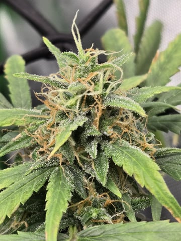 BABY SISTER — flower, day 80