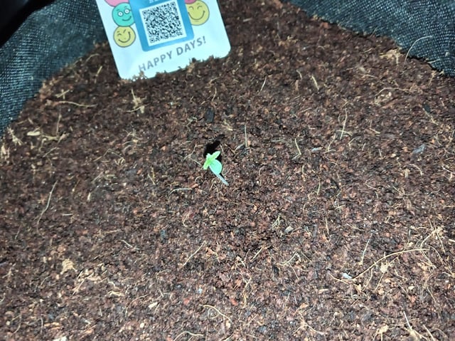 Strawberry Banana Auto  — seedling_rooting, day 8