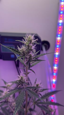 Northern Lights  — flower, day 48