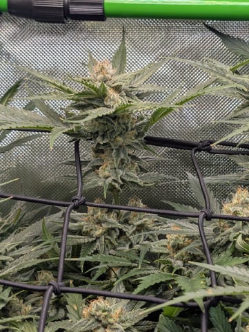 Cinderella 99 -C99 — flower, day 100