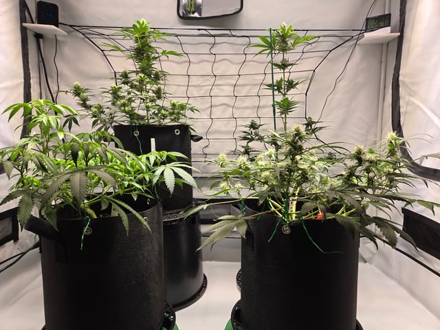 2nd Grow 3x5 tent — flower, day 50