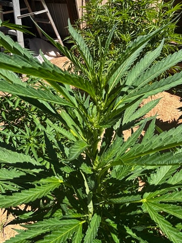 Outdoor Grow — flower, day 127