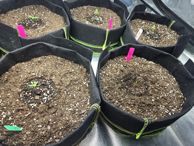 3rd Auto Grow — seedling_rooting, day 26