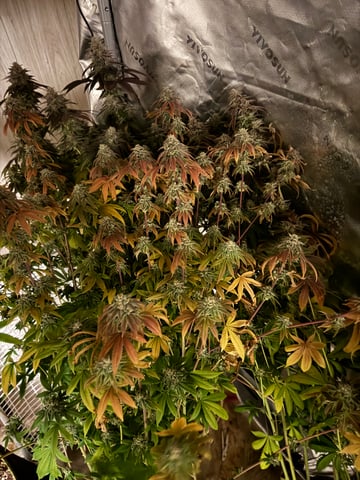 Hollywood Headband and LimeHeads  — harvest, day 171