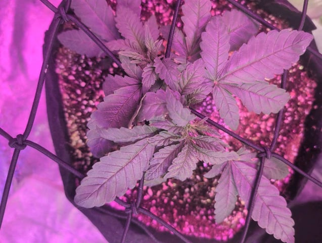 2025-26 — vegetative, day 15