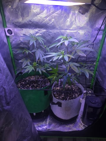 FIRST GROW — vegetative, day 28