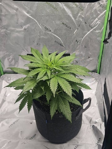 Gorilla Z auto — vegetative, day 48