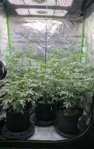 SGC And GWS Clones — flower, day 13
