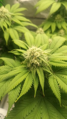 Critical Purple Kush