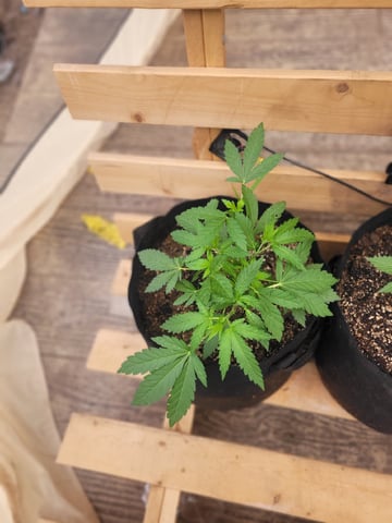 Making Crosses  — vegetative, day 54