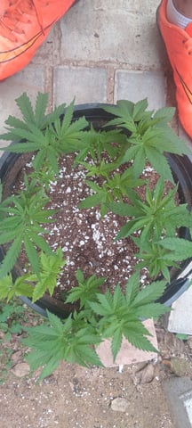 My First Grow — grow_setup, day 41