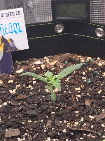 blue dream auto — vegetative, day 13