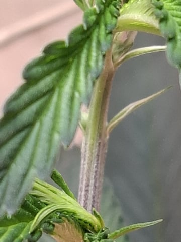 Sub Zero#12 Photoperiod Grow — vegetative, day 132