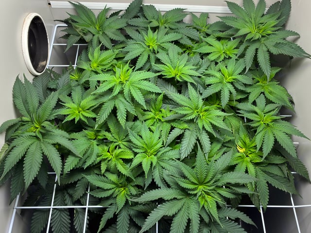 Armário — flower, day 4