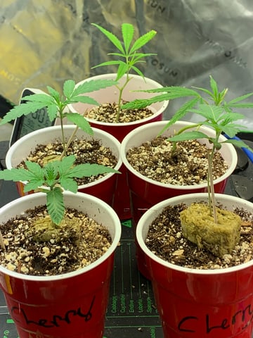 Six  — vegetative, day 19