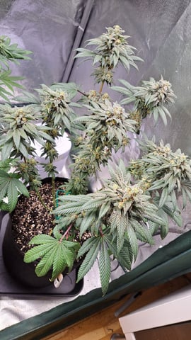 MjxMR-01-A — flower, day 3