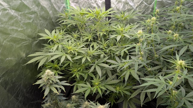 Strawberry Cheesecake Seedsman Seeds Autoflowers x2 — flower, day 51