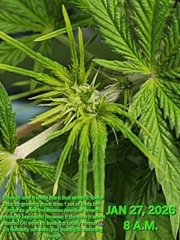 Dos Si Dos. Indica — vegetative, day 33