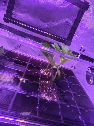 MOTHER ROOM — vegetative, day 36