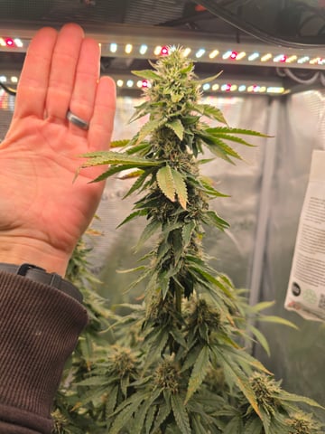 Northern lights #10 2nd plant (Selkies) — flower, day 82