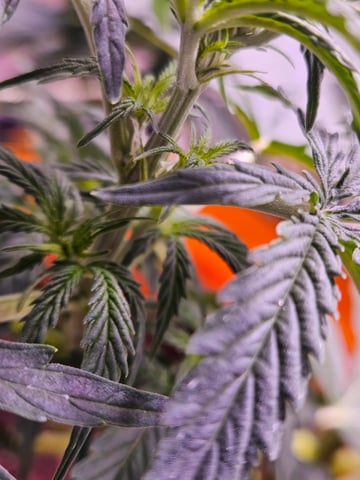 gary poppins — flower, day 50