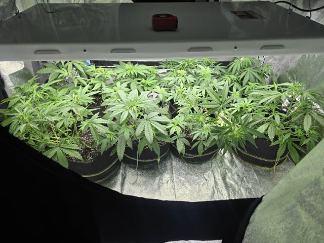 3rd Auto Grow — vegetative, day 53
