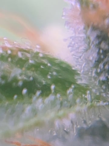 pineapple Express  — flower, day 41